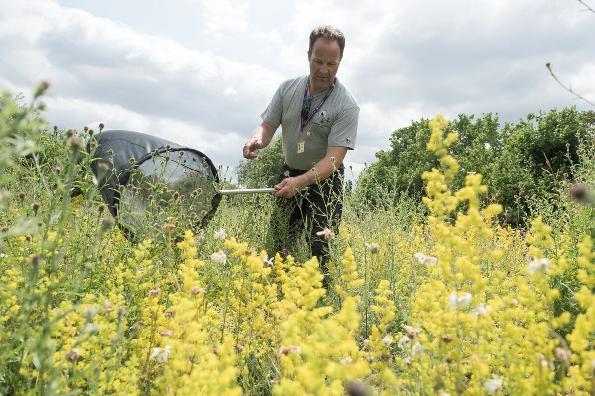 Download Image - Heathrow biodiversity picture