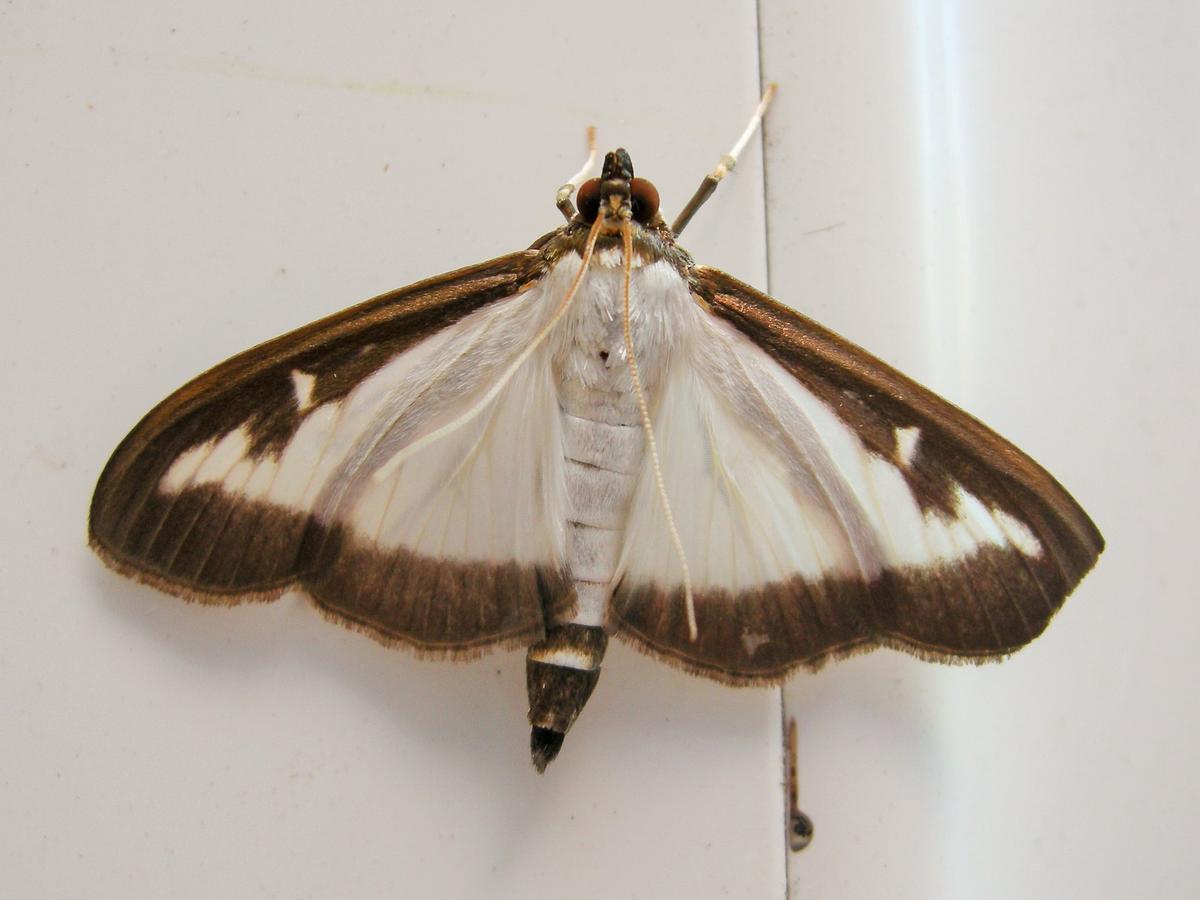 Download Image - Cydalima Perspectalis - Box Tree Moth picture