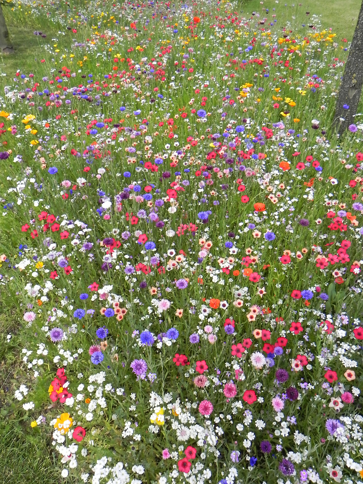 Download Image - Wildflowers at Heathrow picture