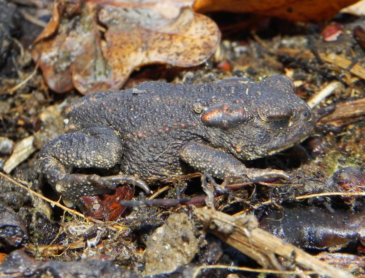 Download Image - Toad at Heathrow picture