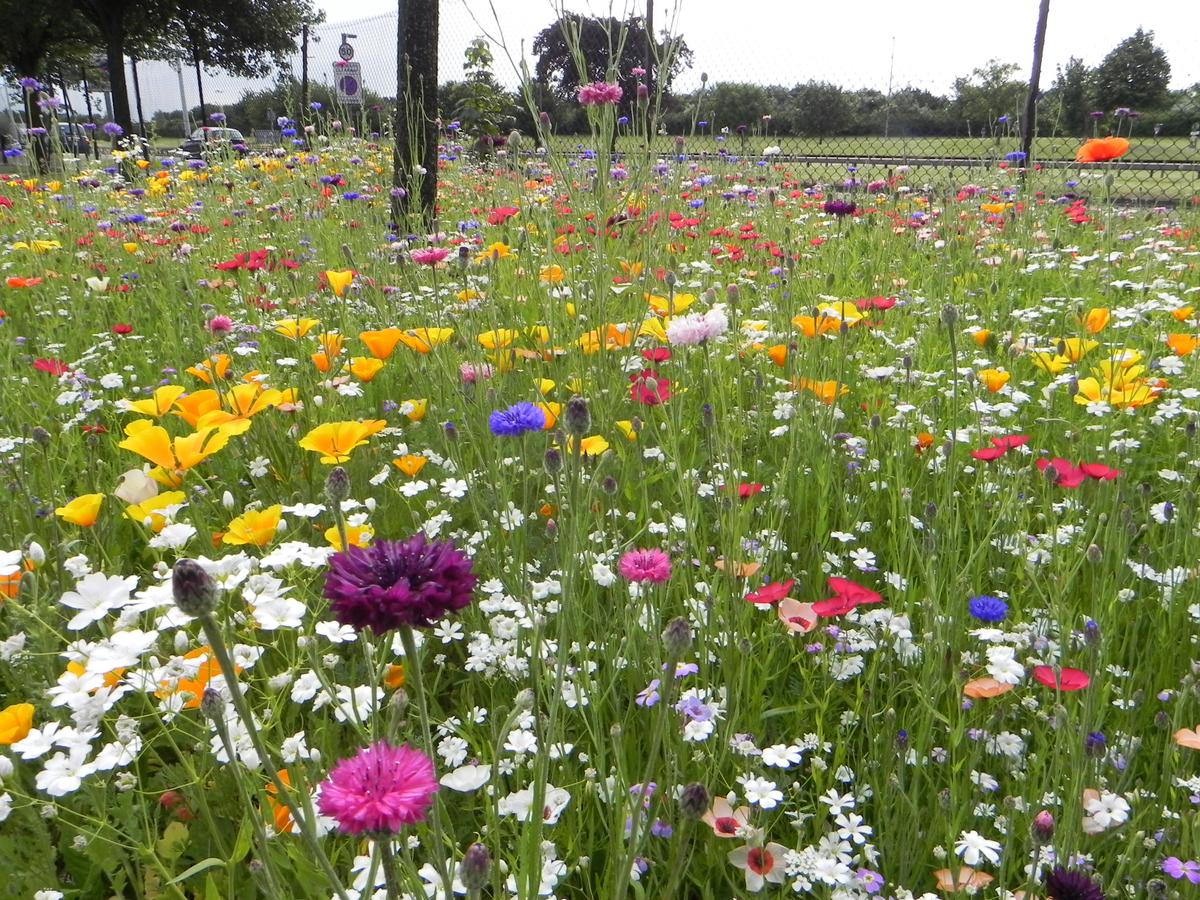 Download Image - Wildflowers at Heathrow picture