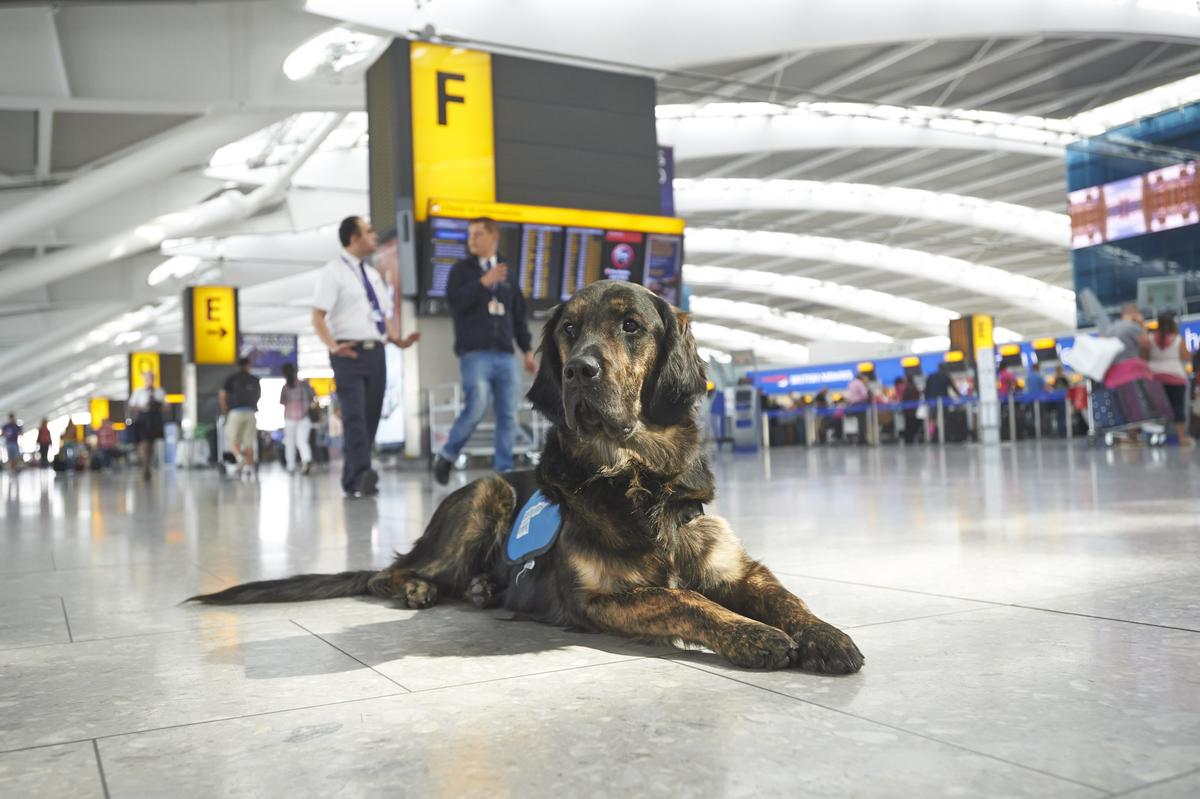 Download Image - Guide Dogs at Heathrow picture