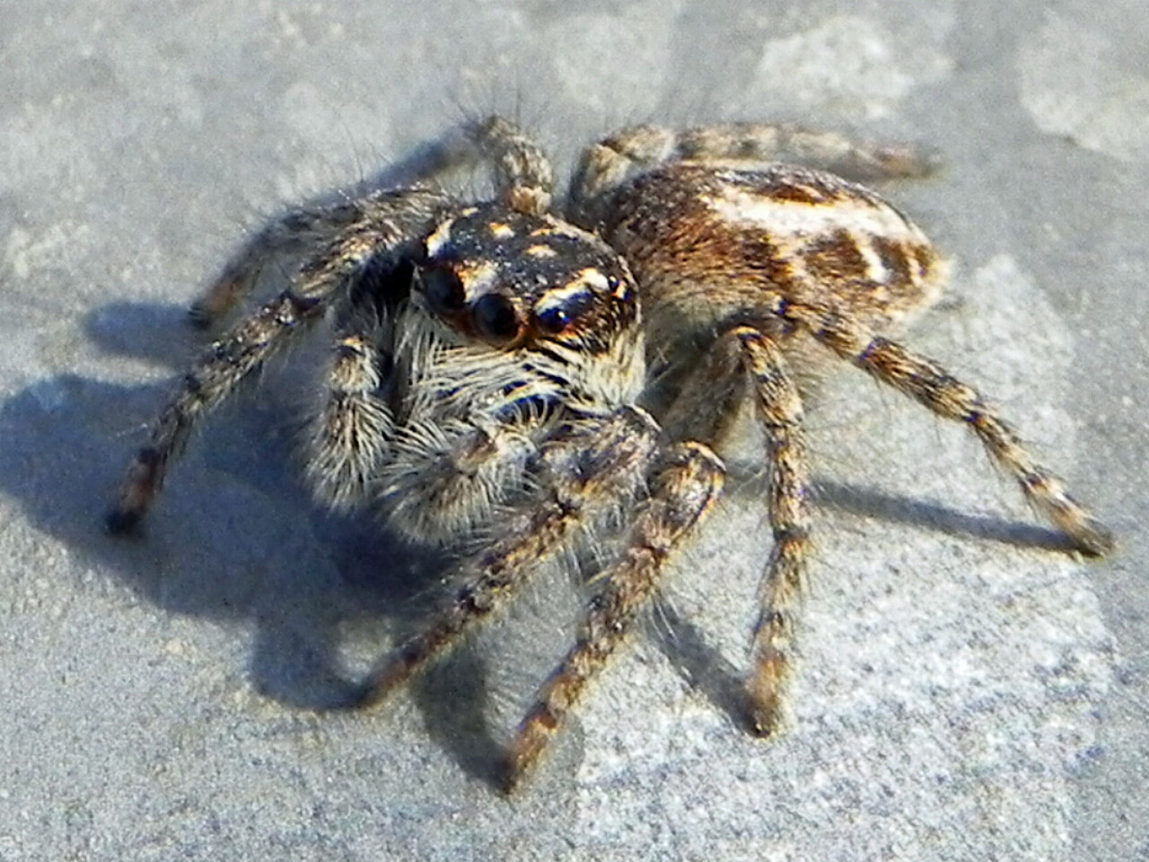 Spiders at Heathrow