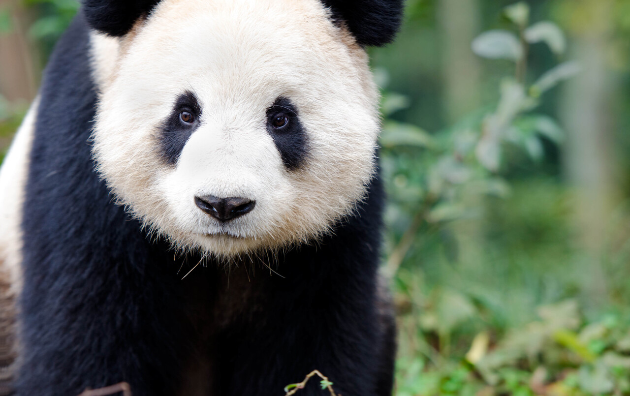 Fly direct to the Panda Capital via Heathrow picture