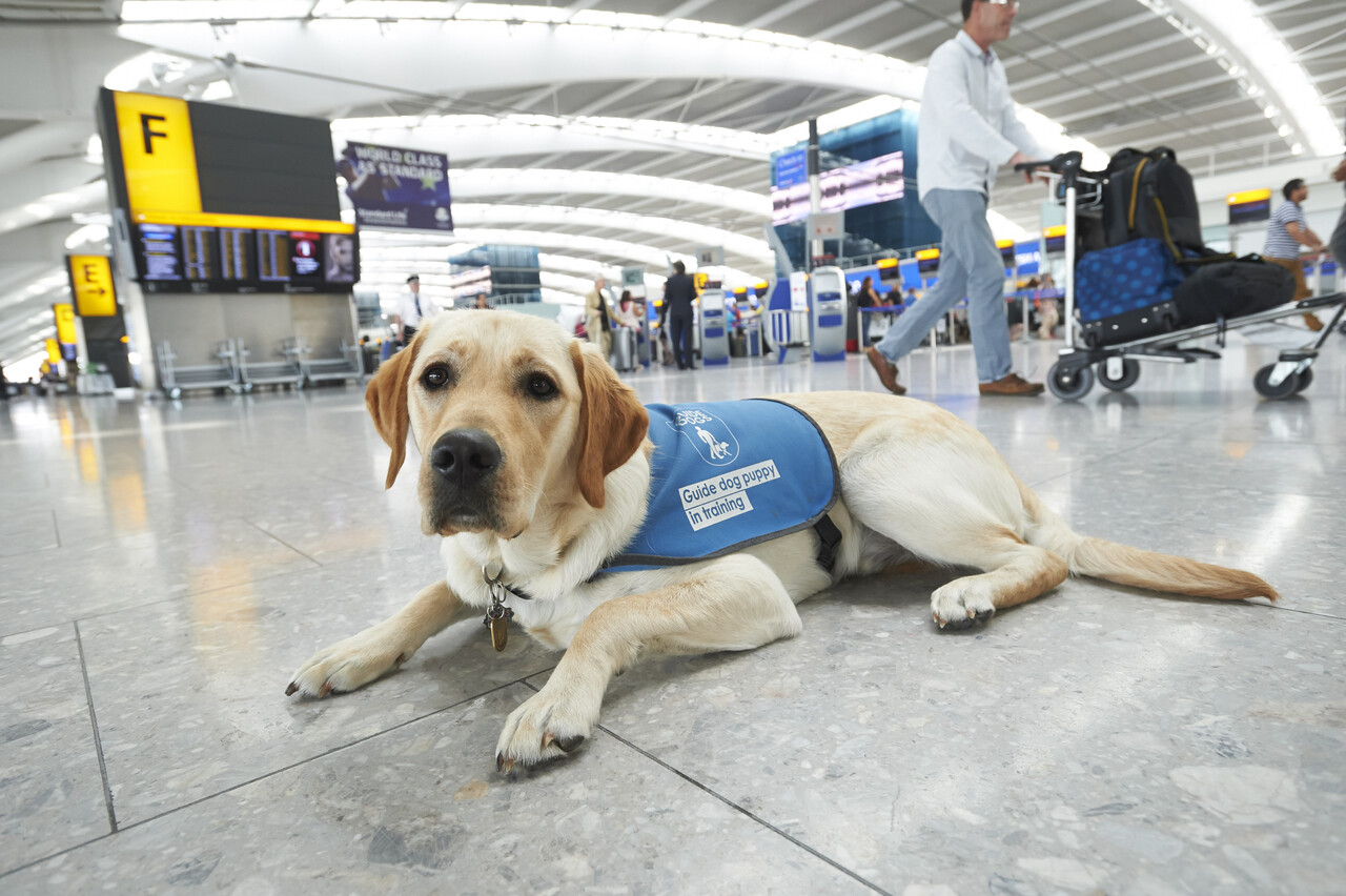 Guide puppies in training at Heathrow picture