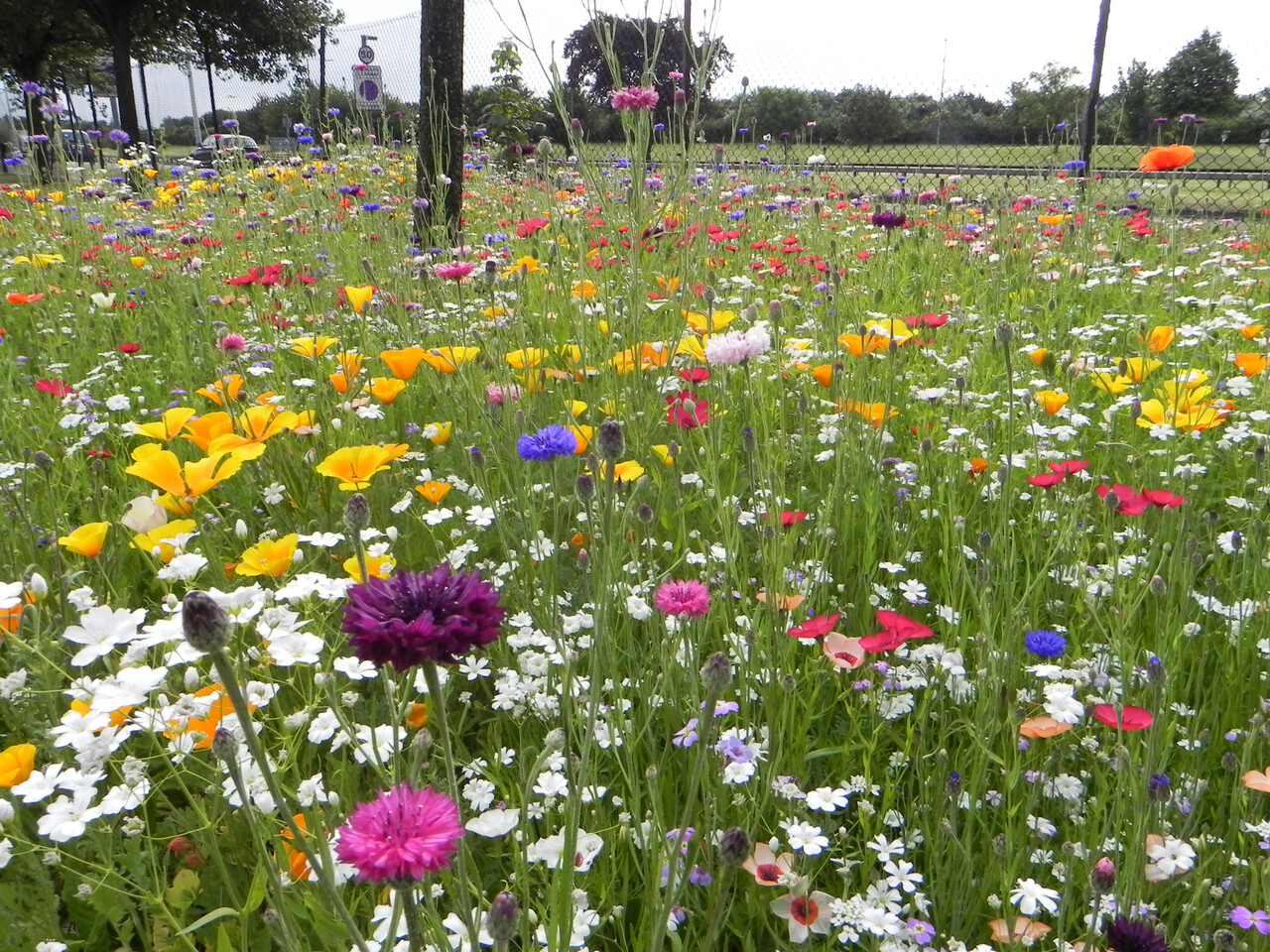 Heathrow in bloom picture