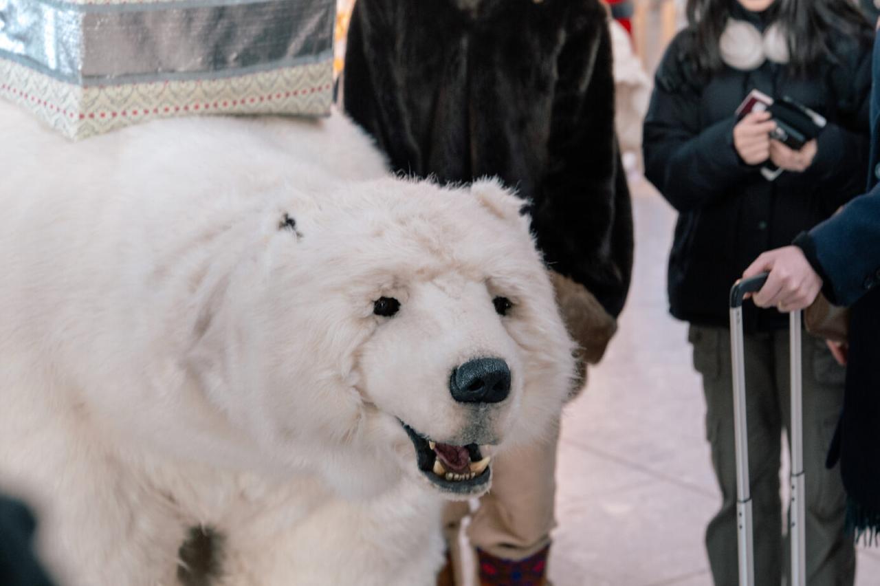 Polar bear