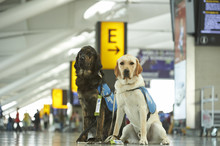 Guide Dogs at Heathrow