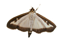 Heathrow biodiversity - Box Tree Moth