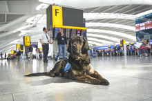 Guide Dogs at Heathrow