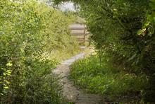 RS322 Gutteridge Wood (credit Penny Dixie) (6)