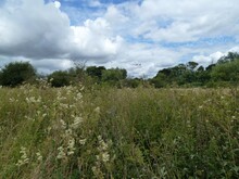 RS545 Crane Meadows (credit Mathew Frith) (4)